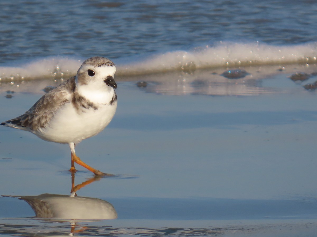 Piping Plover - ML646218602