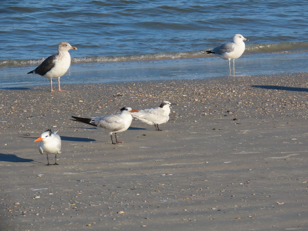 Piping Plover - ML646218603