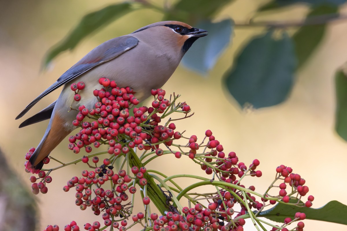 Japanese Waxwing - ML646218604
