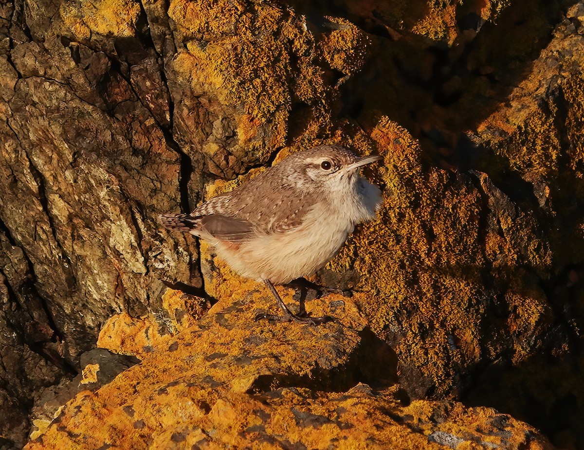 Rock Wren - ML646218605