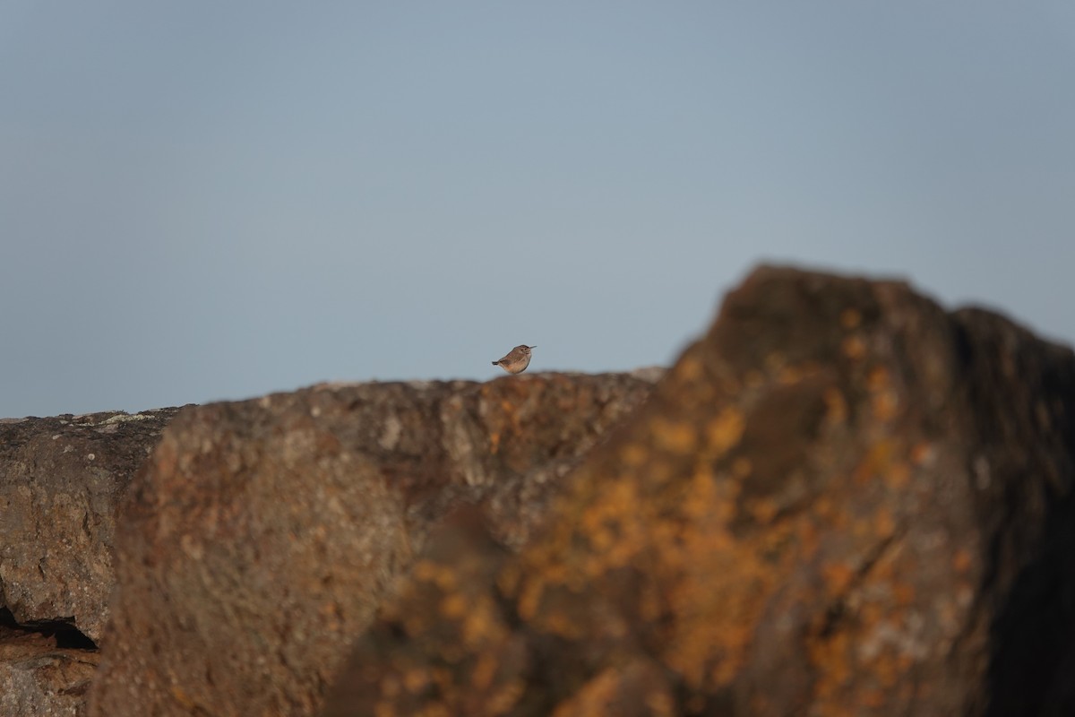 Rock Wren - ML646218606