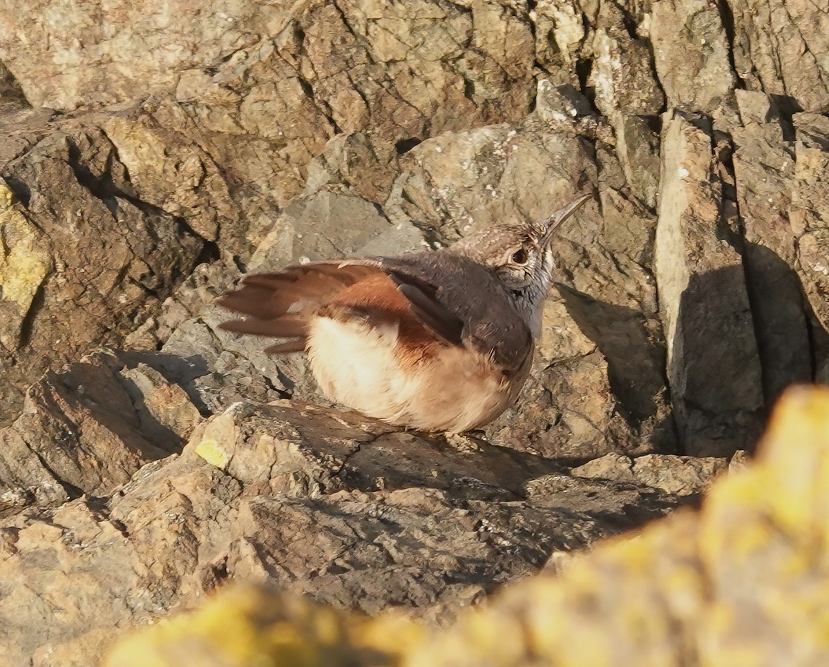 Rock Wren - ML646218607