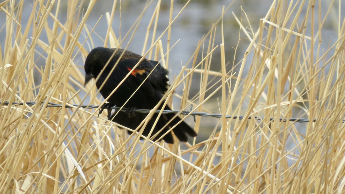 Red-winged Blackbird - ML646218608