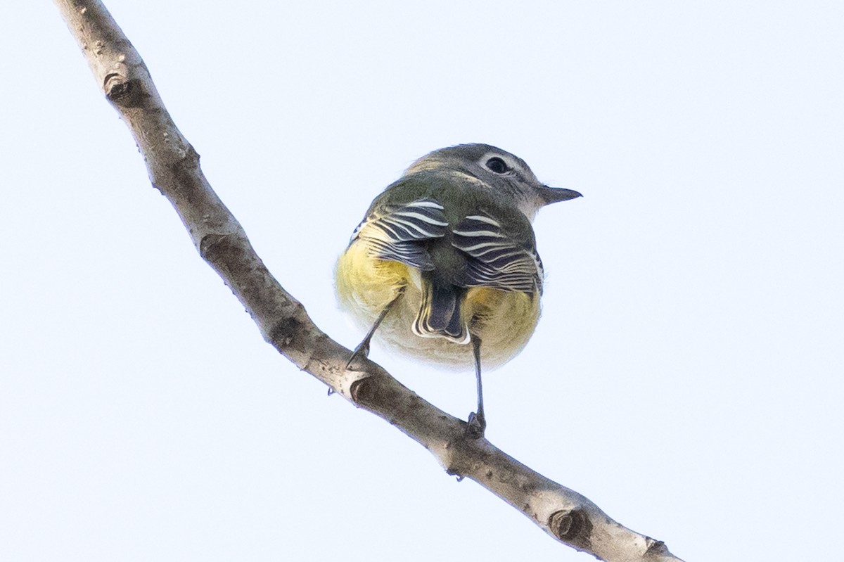 Vireo Solitario - ML646218609
