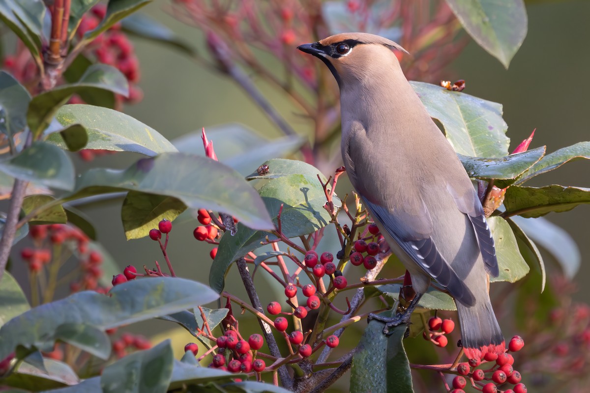 Japanese Waxwing - ML646218613