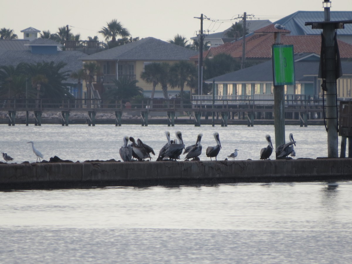 Brown Pelican - ML646218614