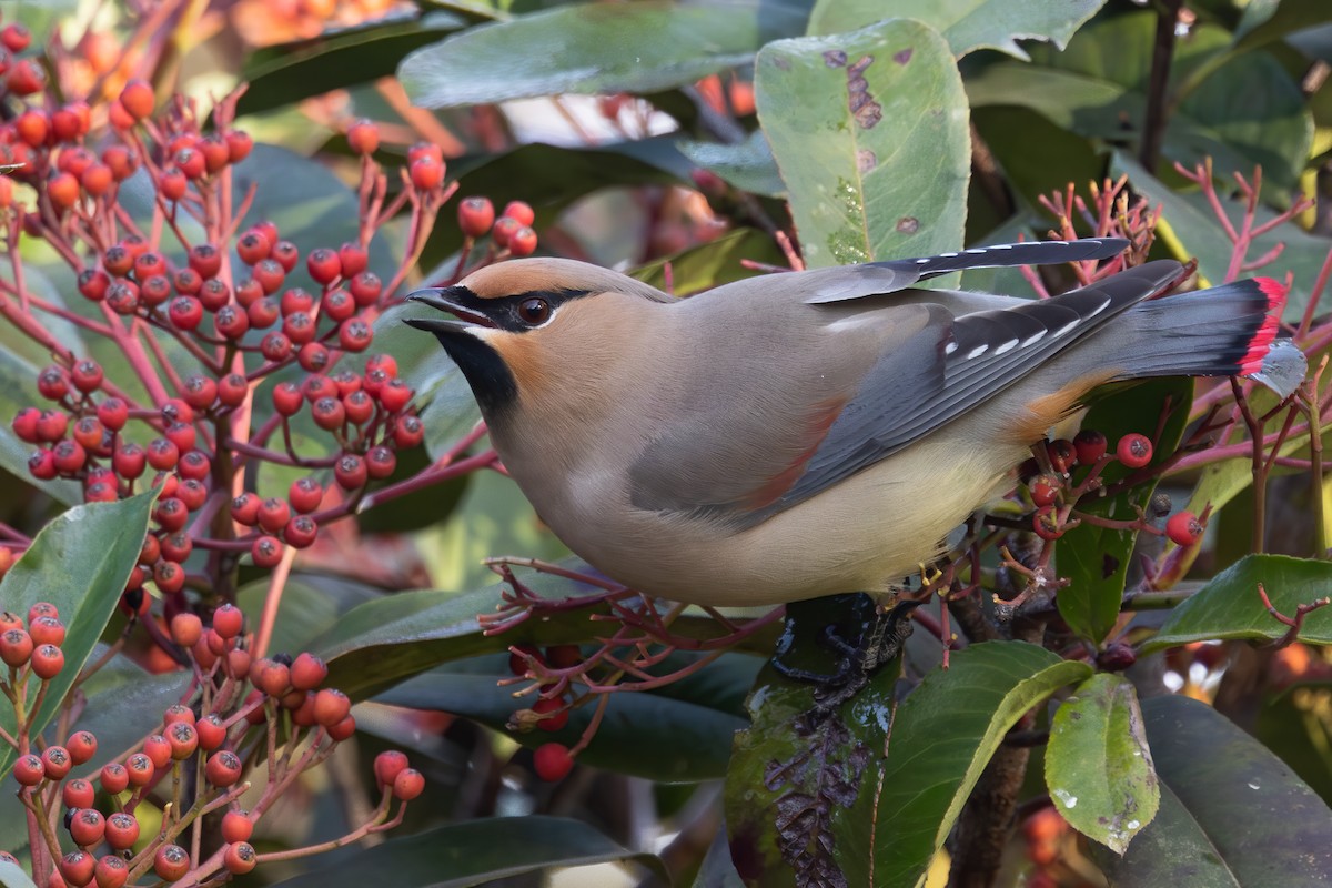 Japanese Waxwing - ML646218615