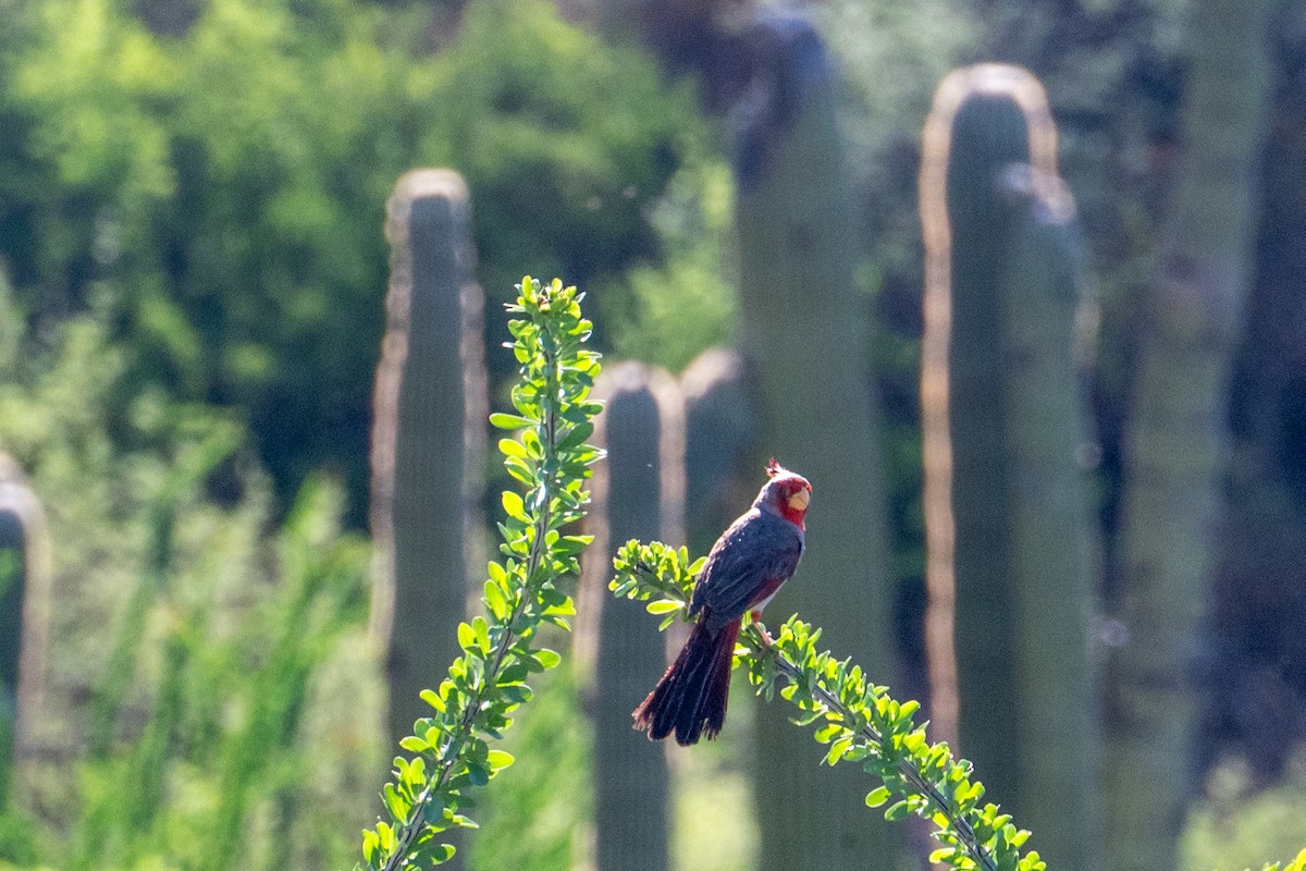 Pyrrhuloxia - ML646218616