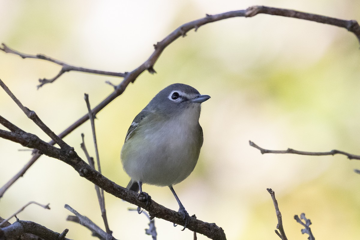 Vireo Solitario - ML646218617