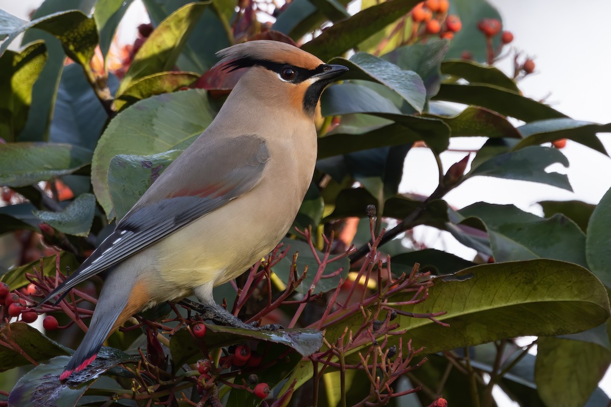 Japanese Waxwing - ML646218618