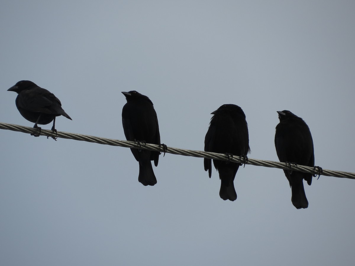 Bronzed Cowbird - ML646218619