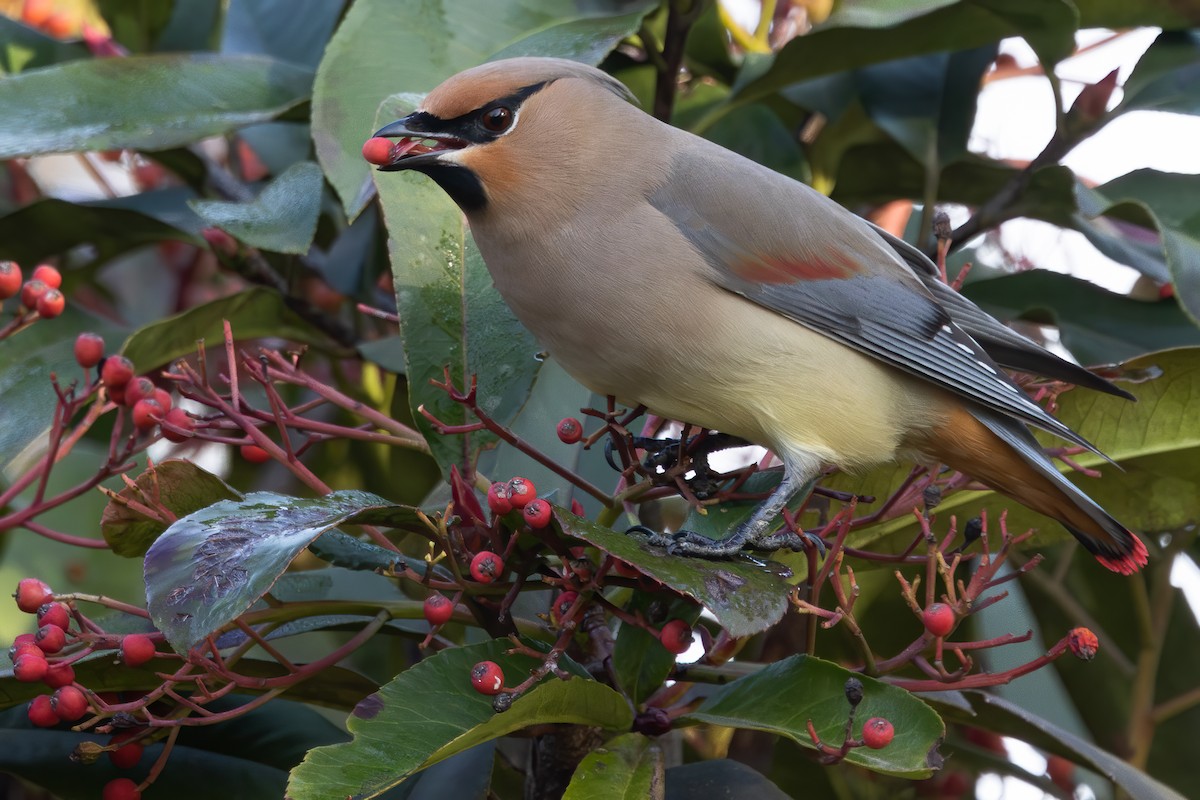 Japanese Waxwing - ML646218622