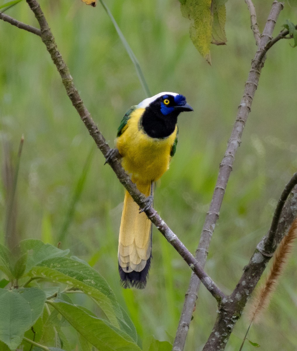 Green Jay - ML646218623