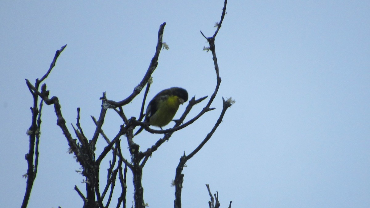 Lesser Goldfinch - ML646218624