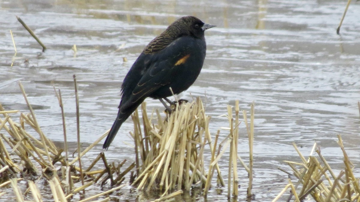 Red-winged Blackbird - ML646218625