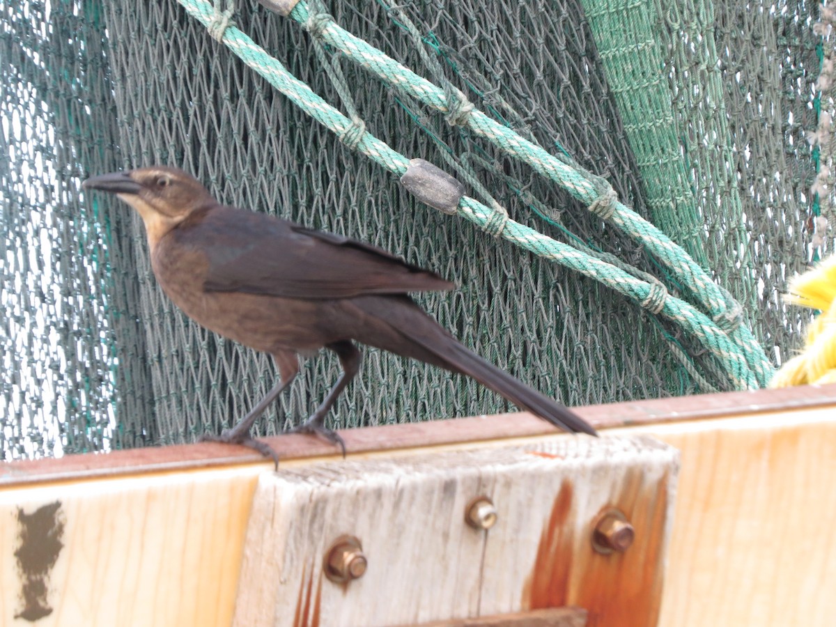 Great-tailed Grackle - ML646218626