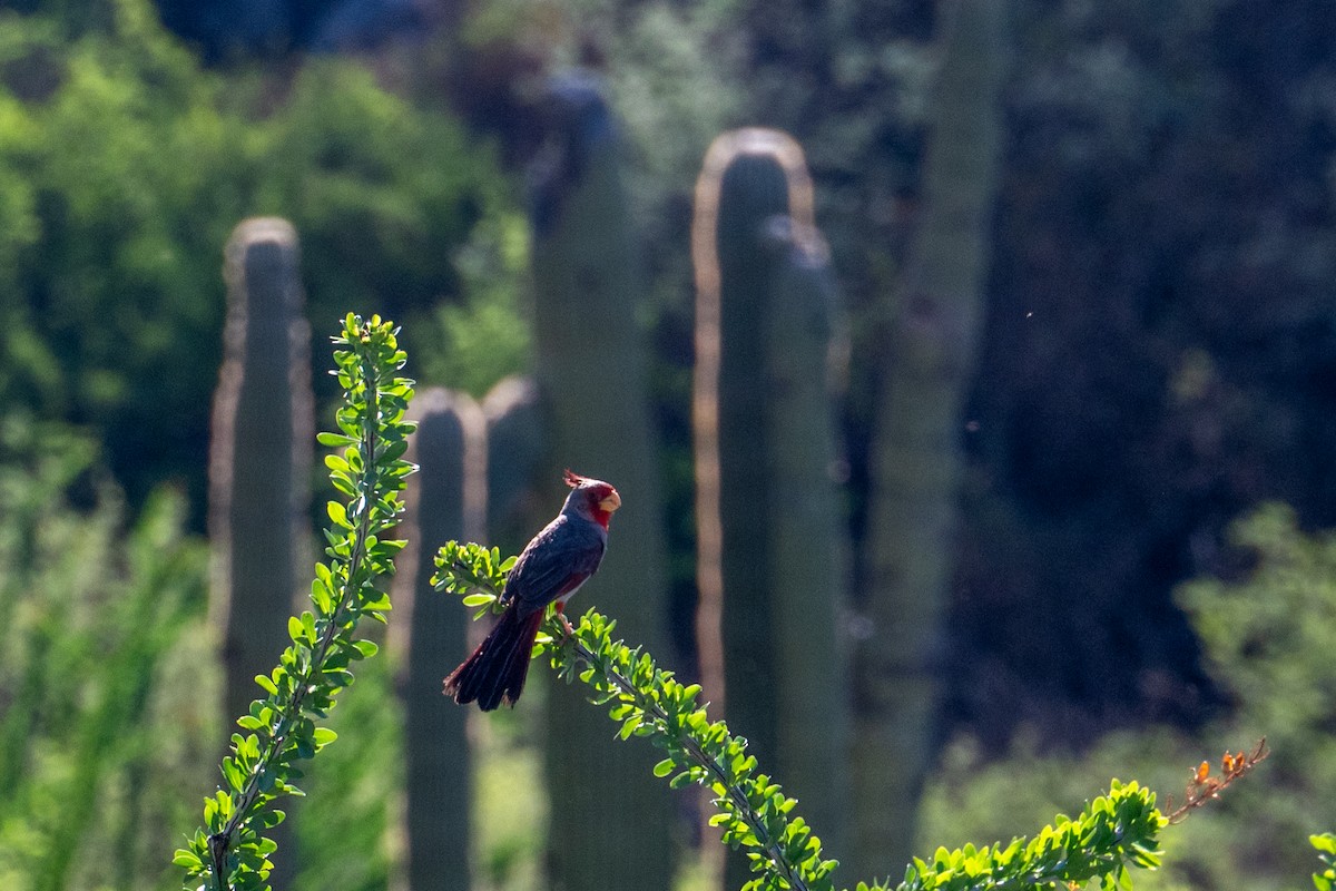 Pyrrhuloxia - ML646218627