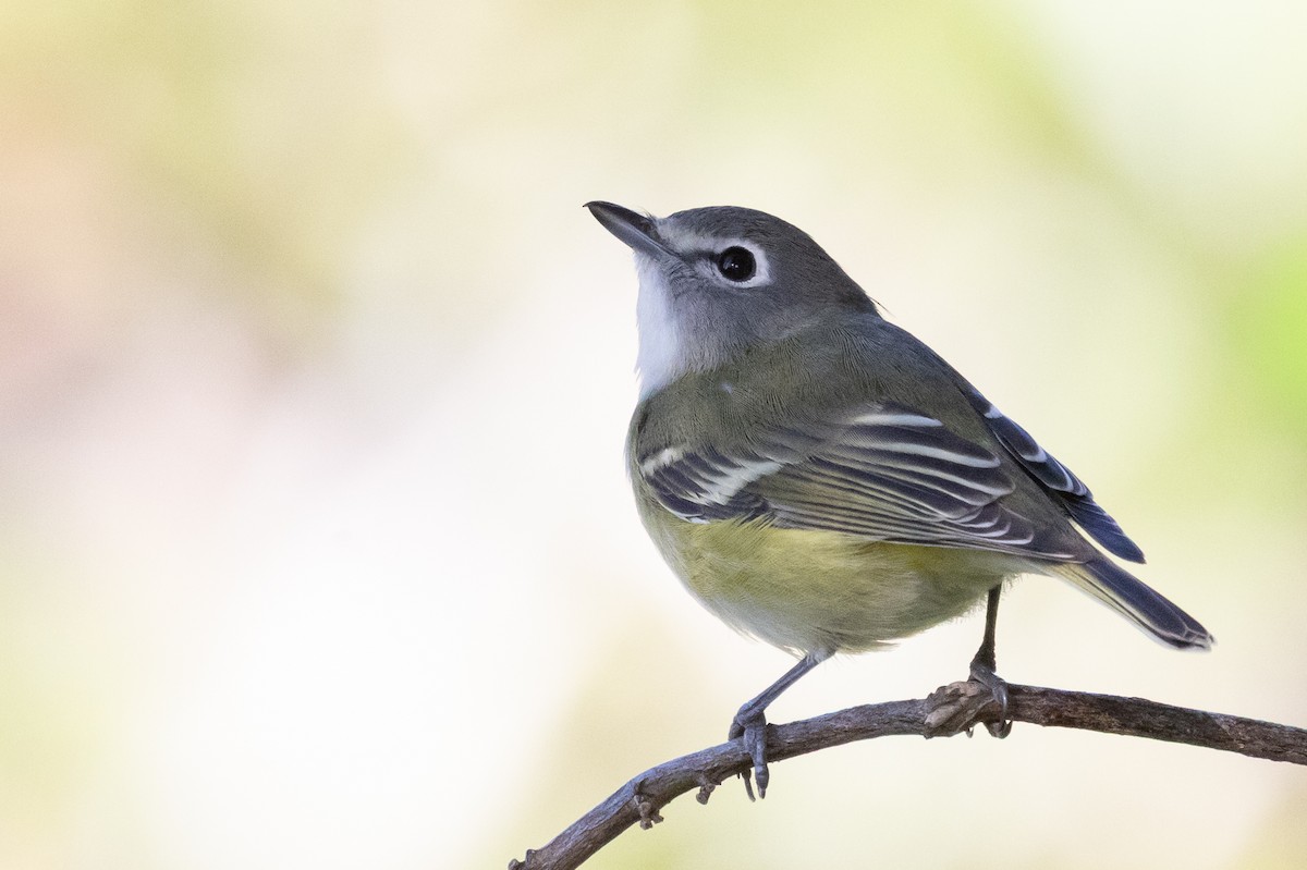 Vireo Solitario - ML646218634