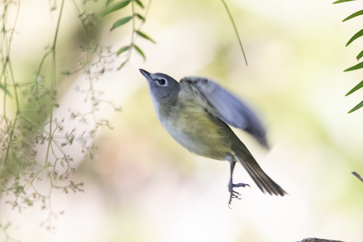 Vireo Solitario - ML646218635