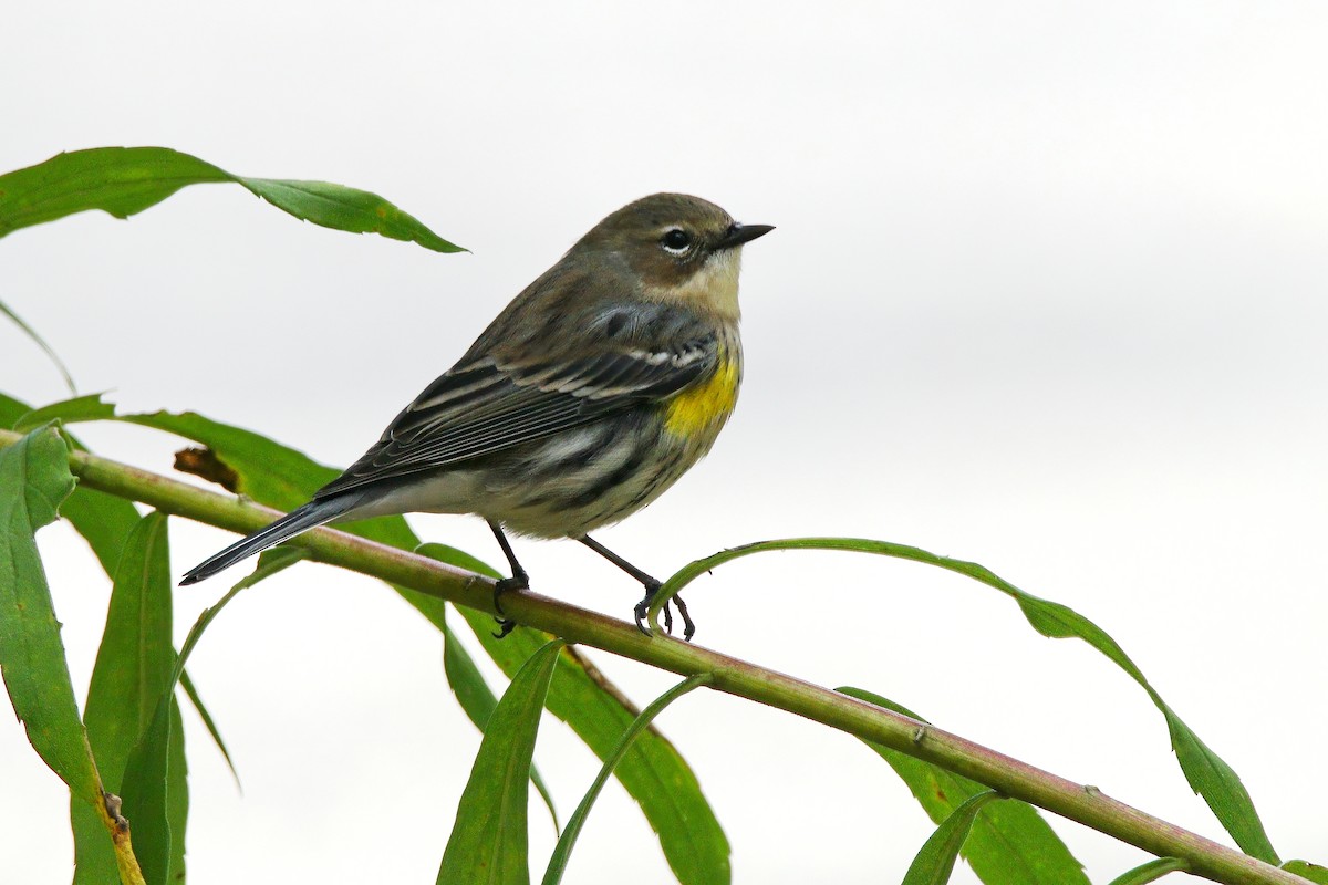 Yellow-rumped Warbler - ML646218638