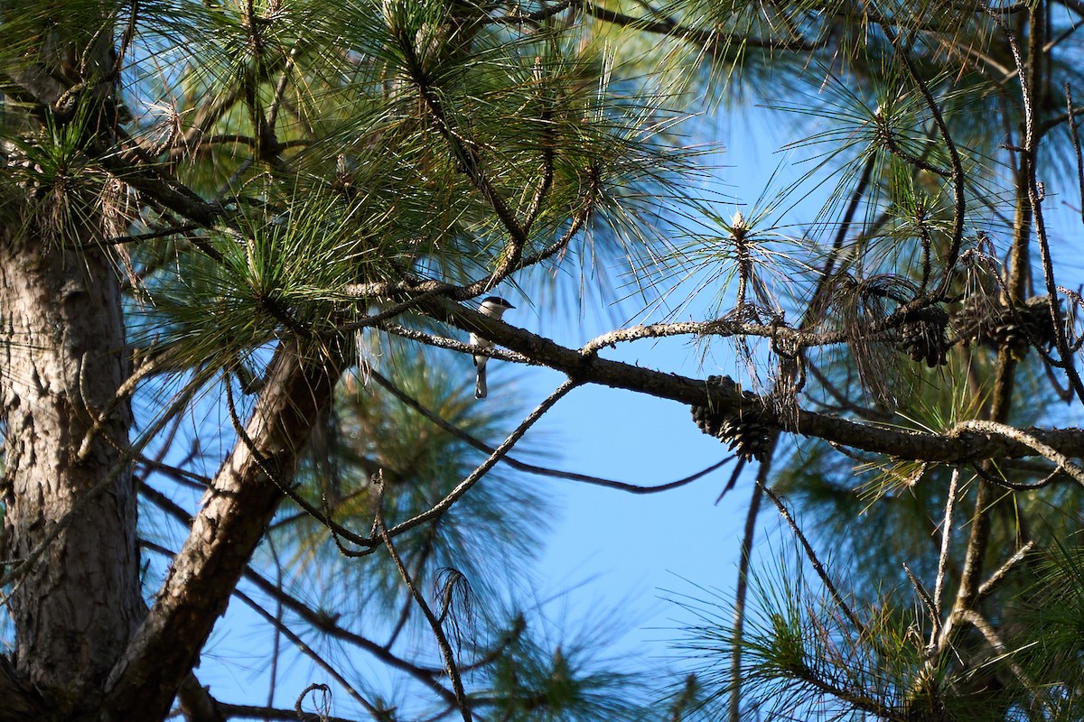 Bar-winged Flycatcher-shrike - ML646218639