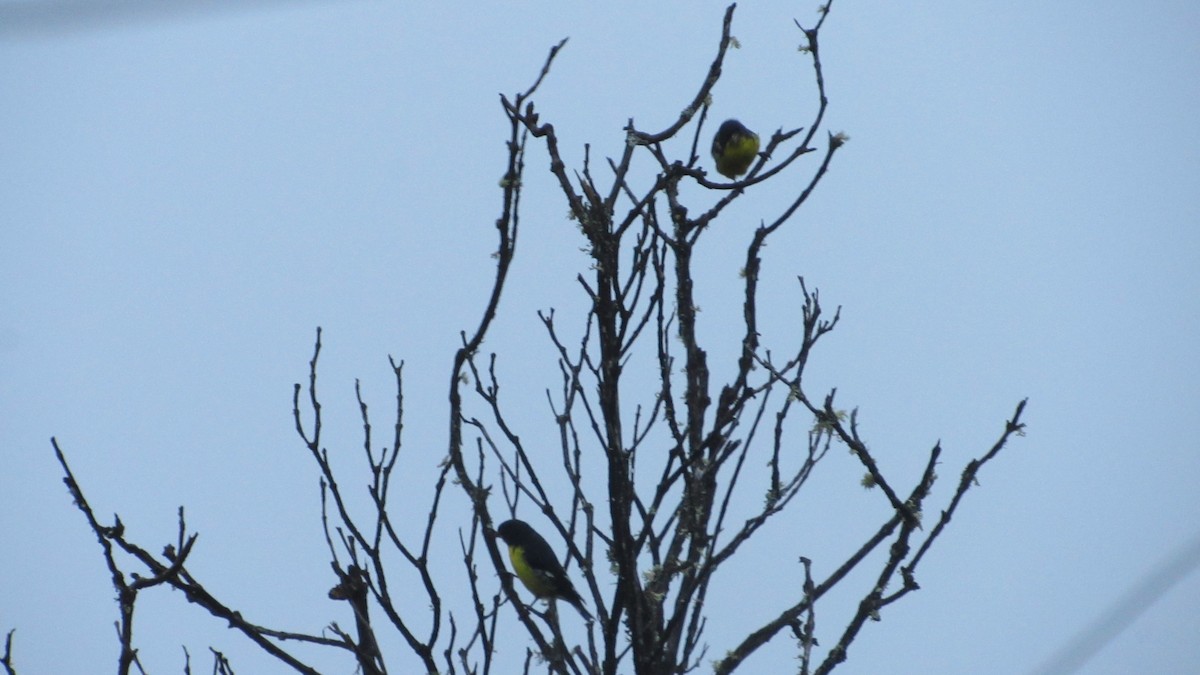 Lesser Goldfinch - ML646218640