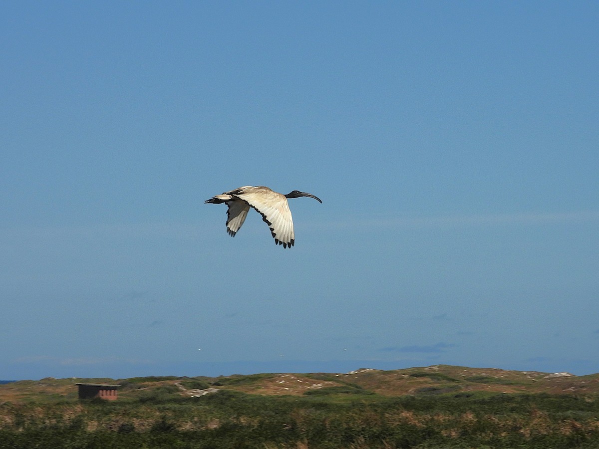 African Sacred Ibis - ML646218641