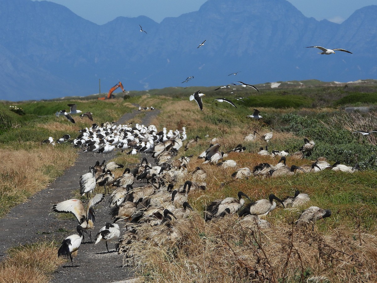 African Sacred Ibis - ML646218642