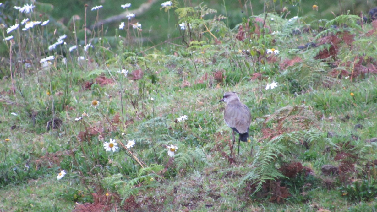 Southern Lapwing - ML646218644