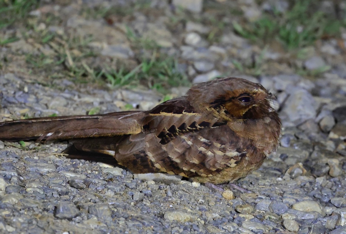 Пораке - ML646218646