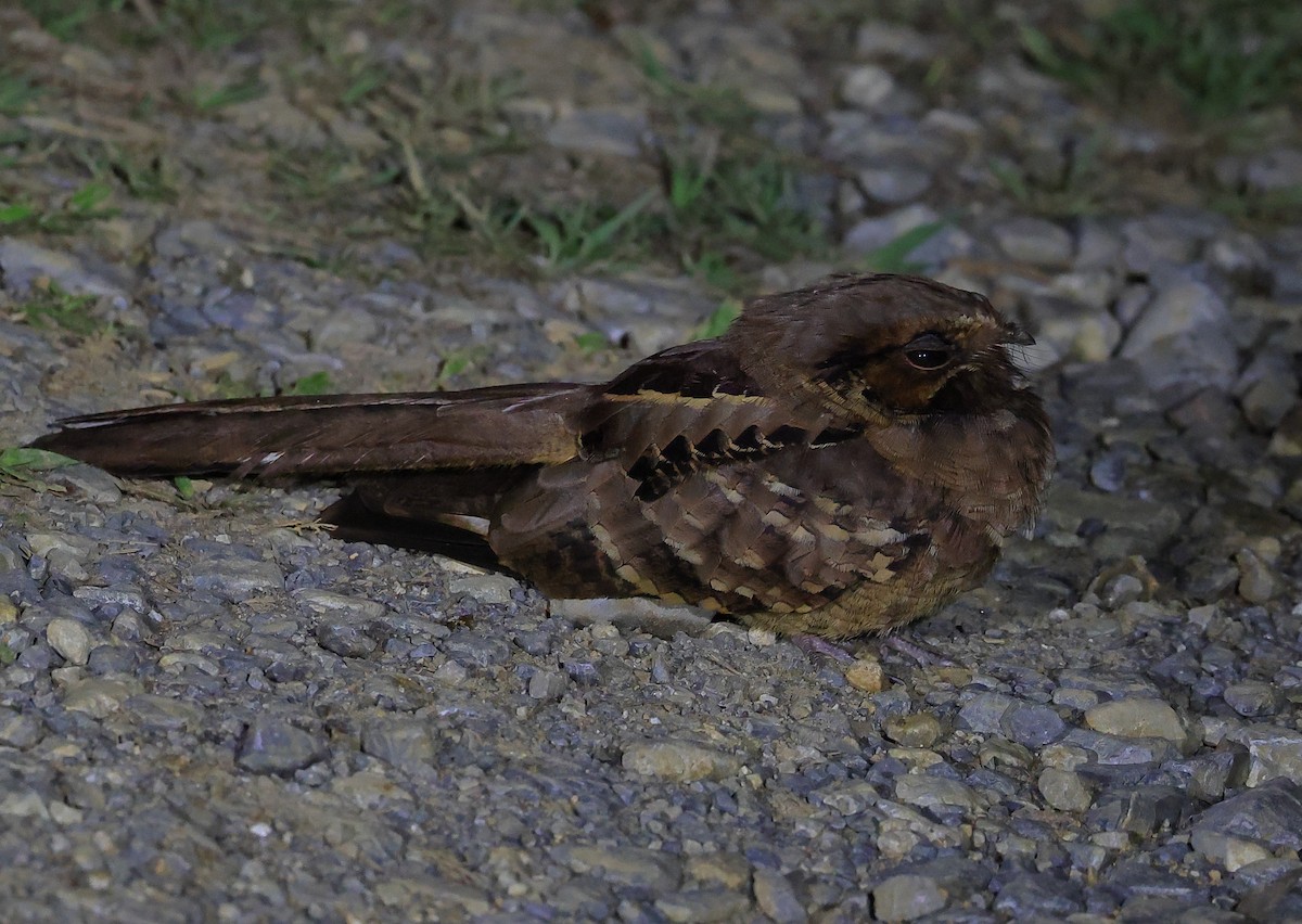 Common Pauraque - ML646218647