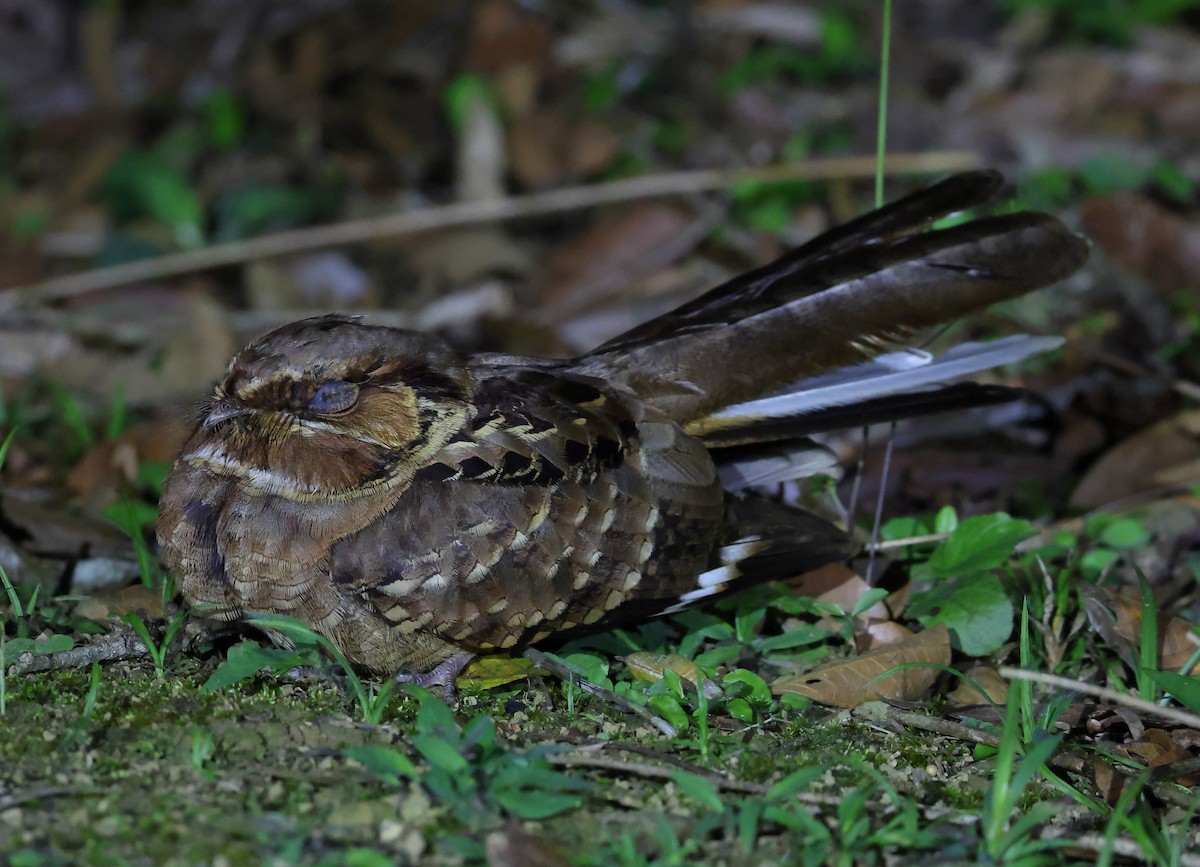 Пораке - ML646218648