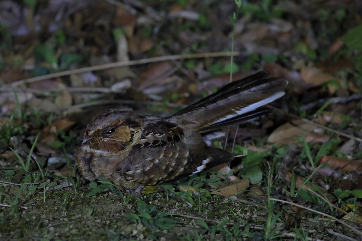 Пораке - ML646218649