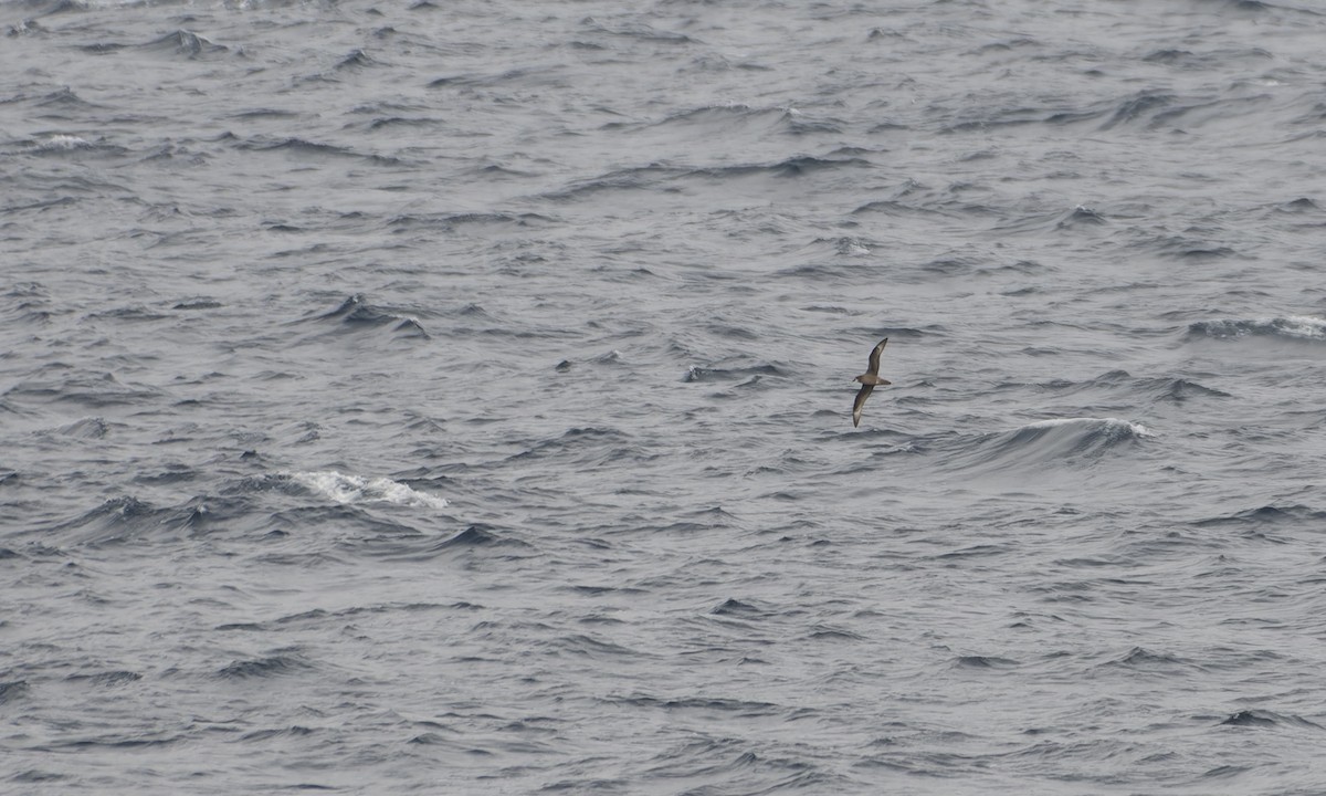 Murphy's Petrel - ML646218650