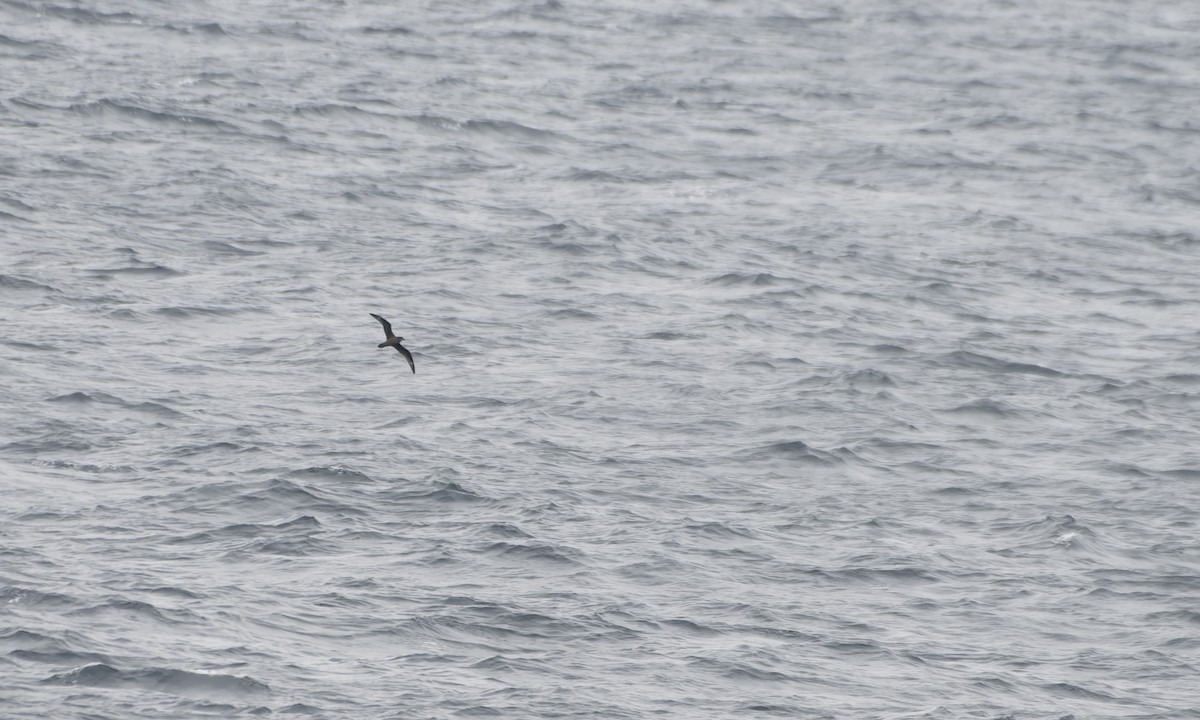 Murphy's Petrel - ML646218651