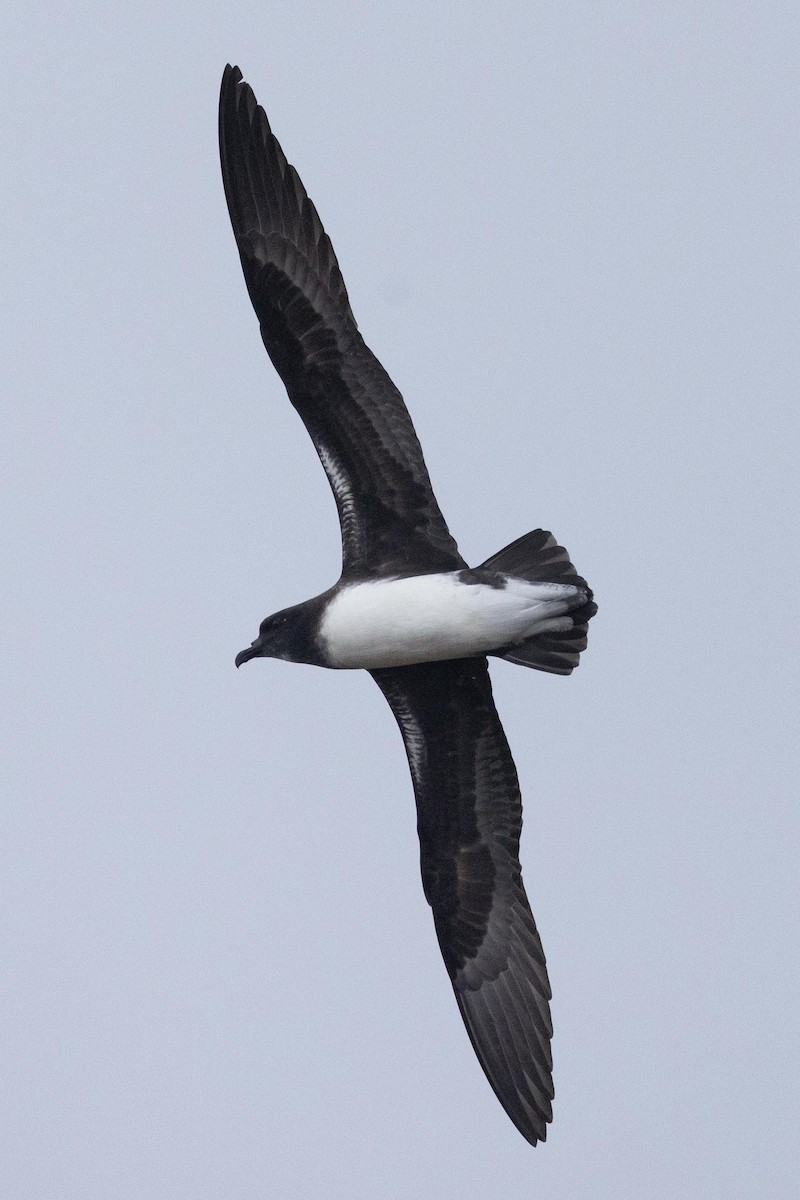 Phoenix Petrel - ML646218659
