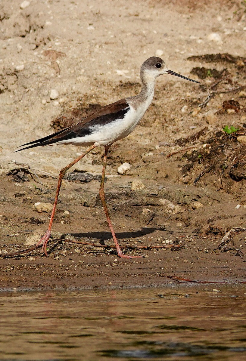 Black-winged Stilt - ML646218660