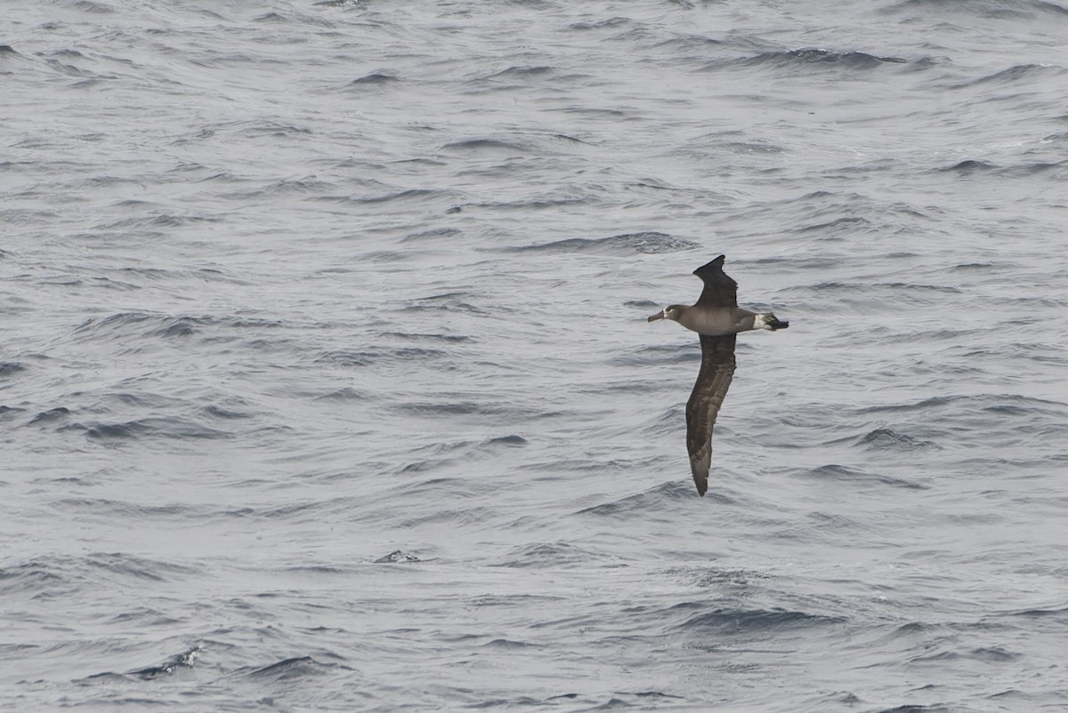 Black-footed Albatross - ML646218662