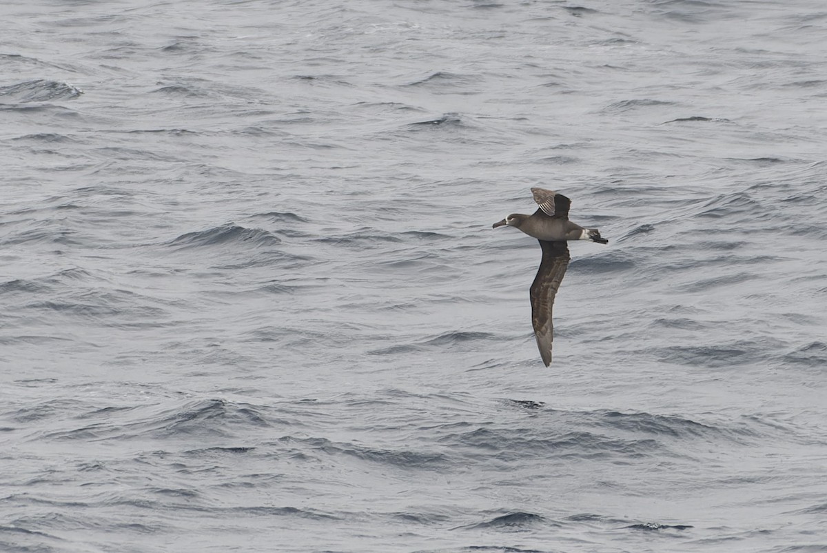 Black-footed Albatross - ML646218663