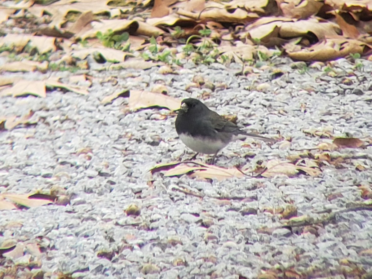 Dark-eyed Junco - ML646218664