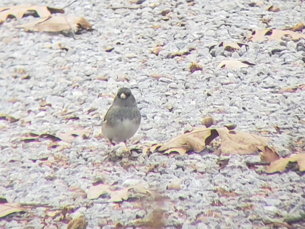 Dark-eyed Junco - ML646218665
