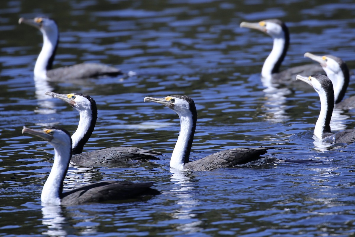 Pied Cormorant - ML646218668