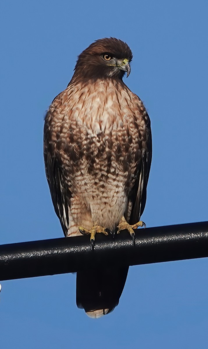 Red-tailed Hawk - ML646218669