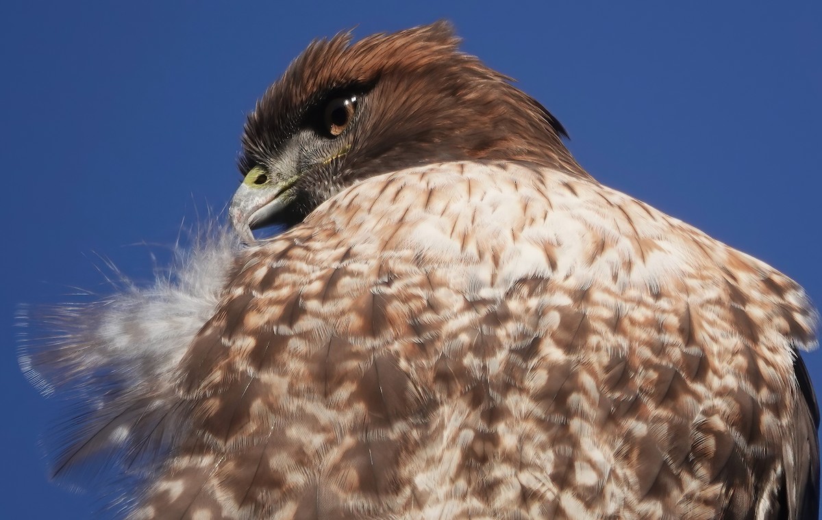 Red-tailed Hawk - ML646218670