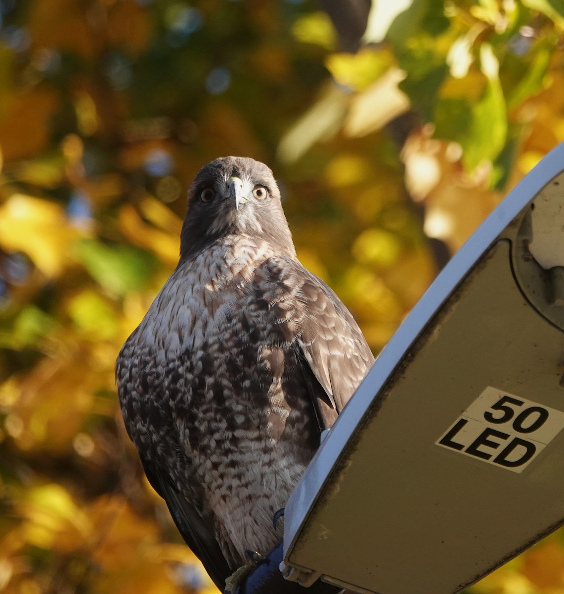 Red-tailed Hawk - ML646218671