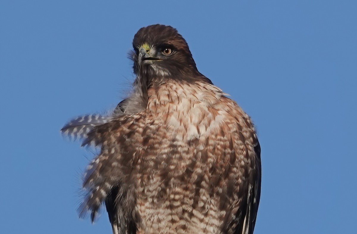 Red-tailed Hawk - ML646218672