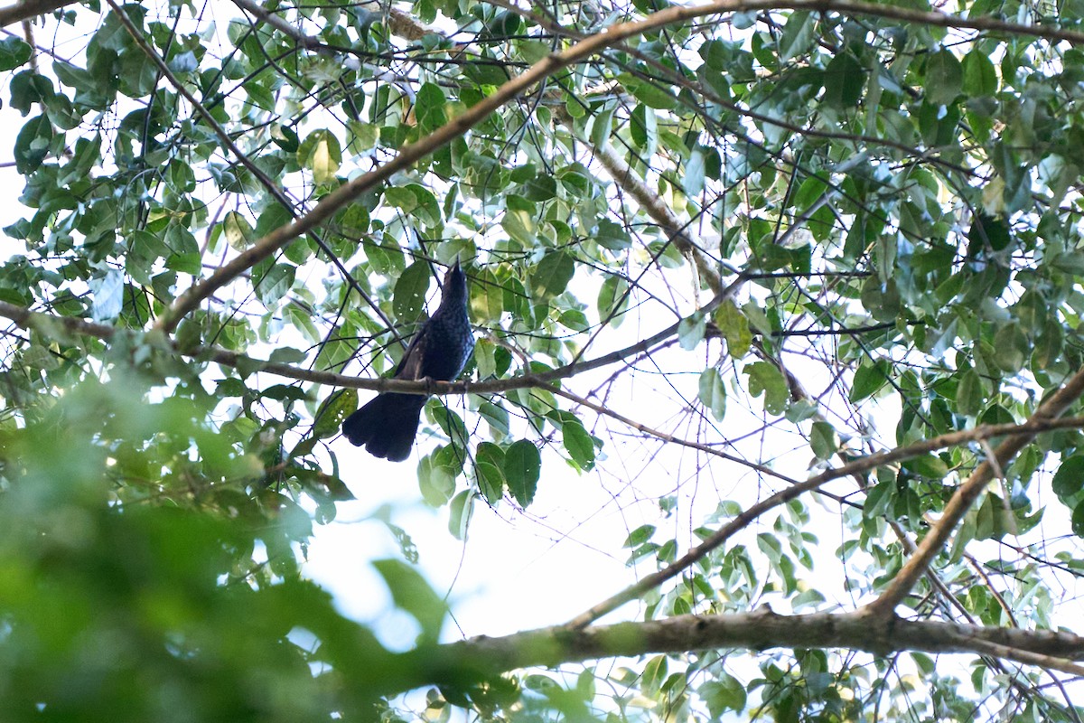 Blue Whistling-Thrush (Black-billed) - ML646218675