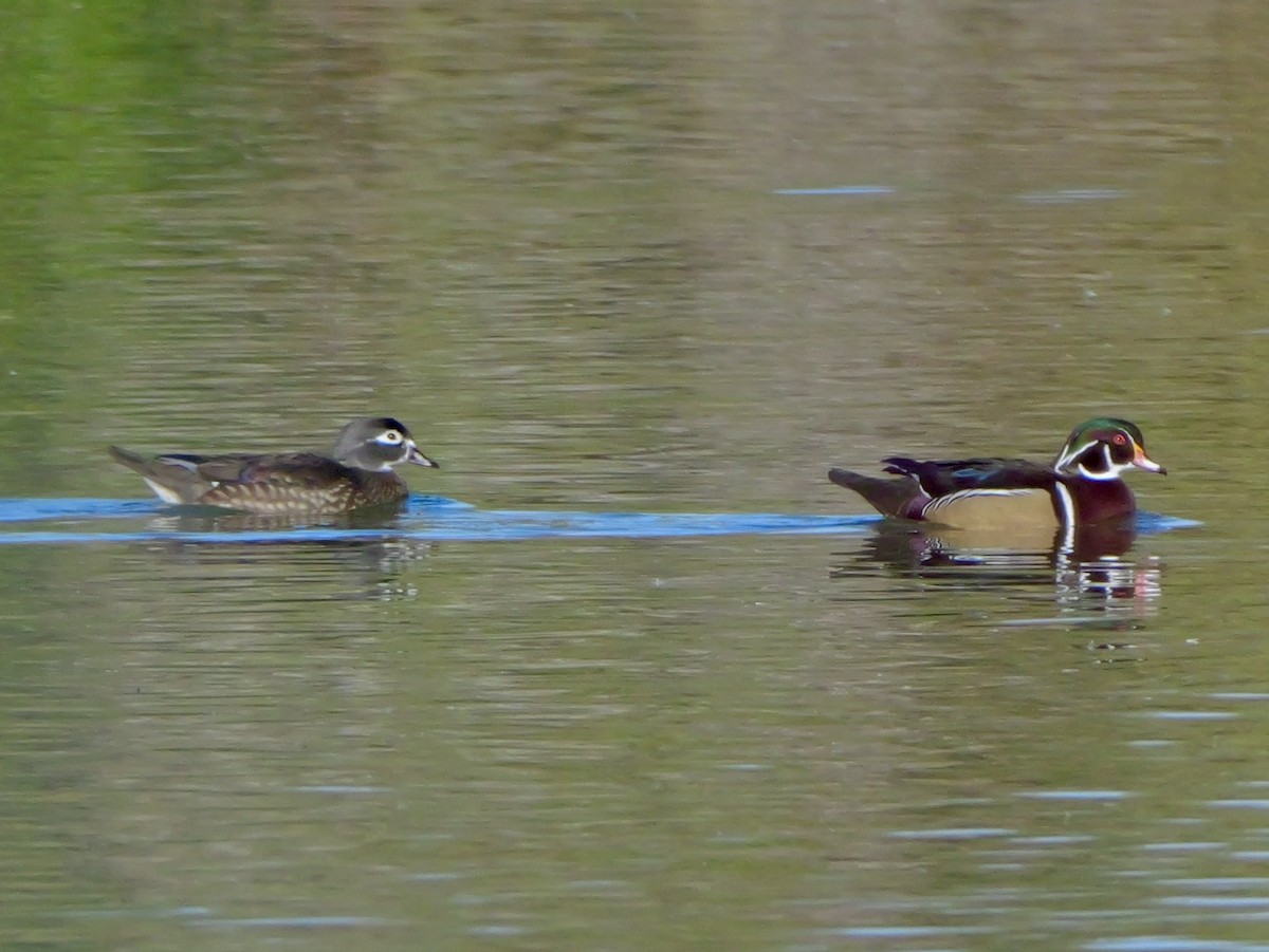Wood Duck - ML646218676