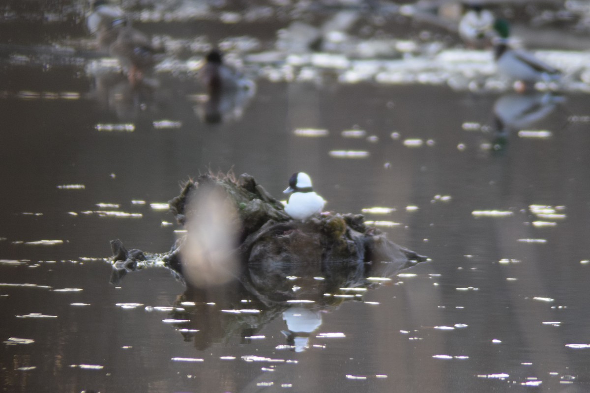 Bufflehead - ML646218686