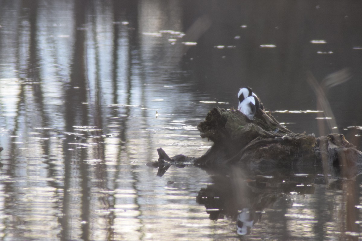 Bufflehead - ML646218687